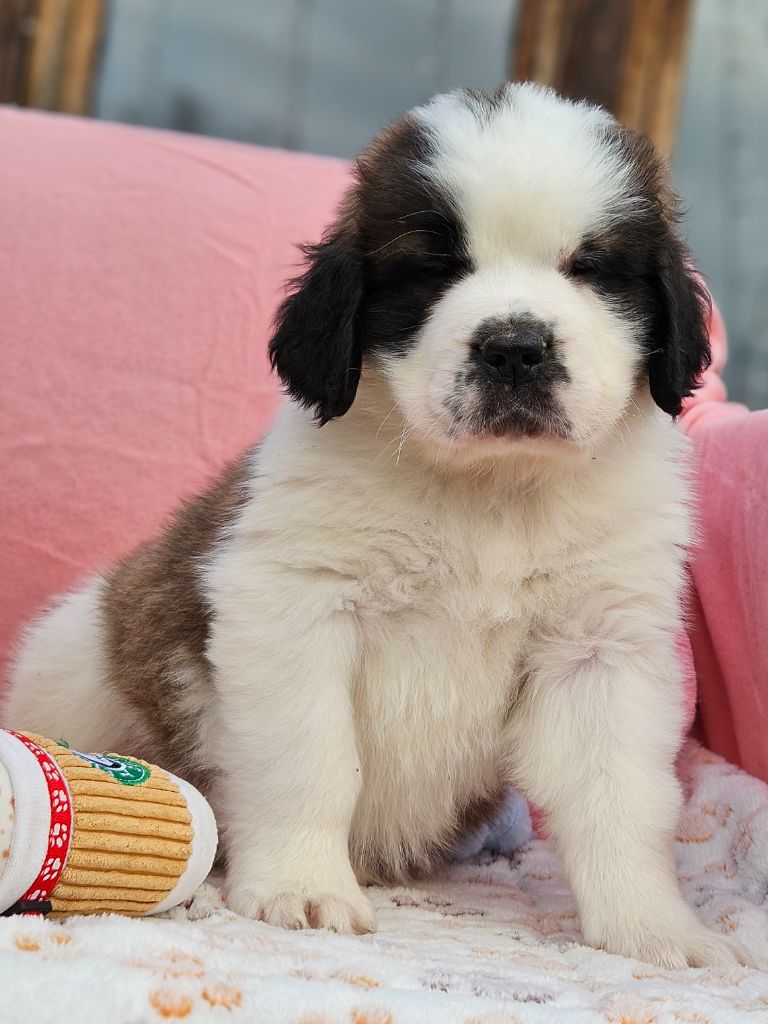 des préludes du chassignolan - Chiots disponibles - Chien du Saint-Bernard