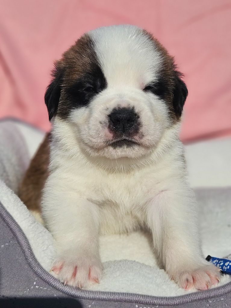 des préludes du chassignolan - Chiots disponibles - Chien du Saint-Bernard