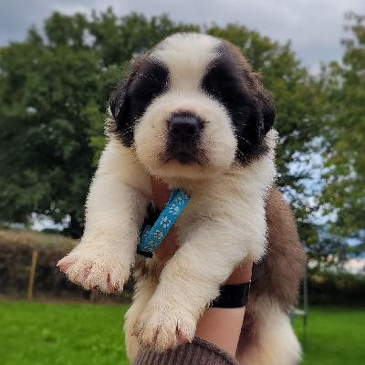 TI'GUS (Bleu Clair )
