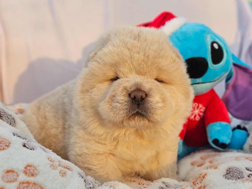 des préludes du chassignolan - Chow Chow - Portée née le 17/10/2025