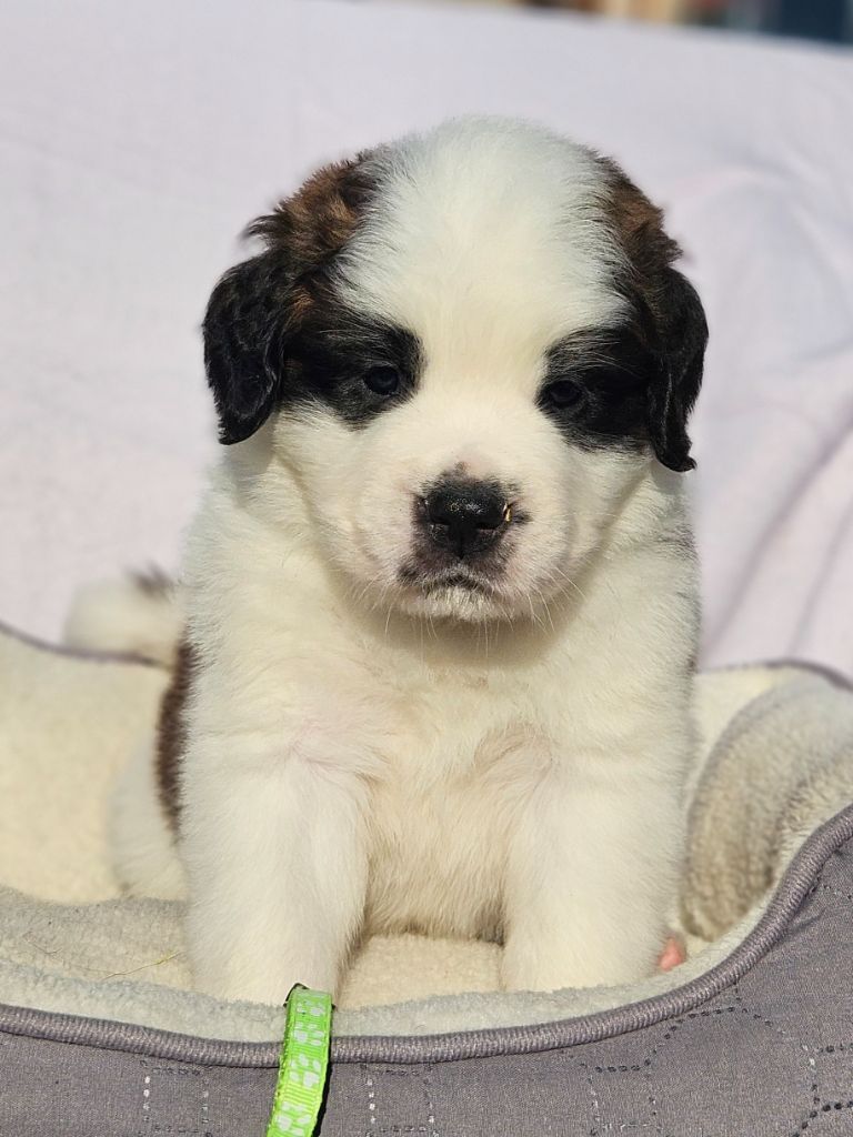 des préludes du chassignolan - Chiots disponibles - Chien du Saint-Bernard