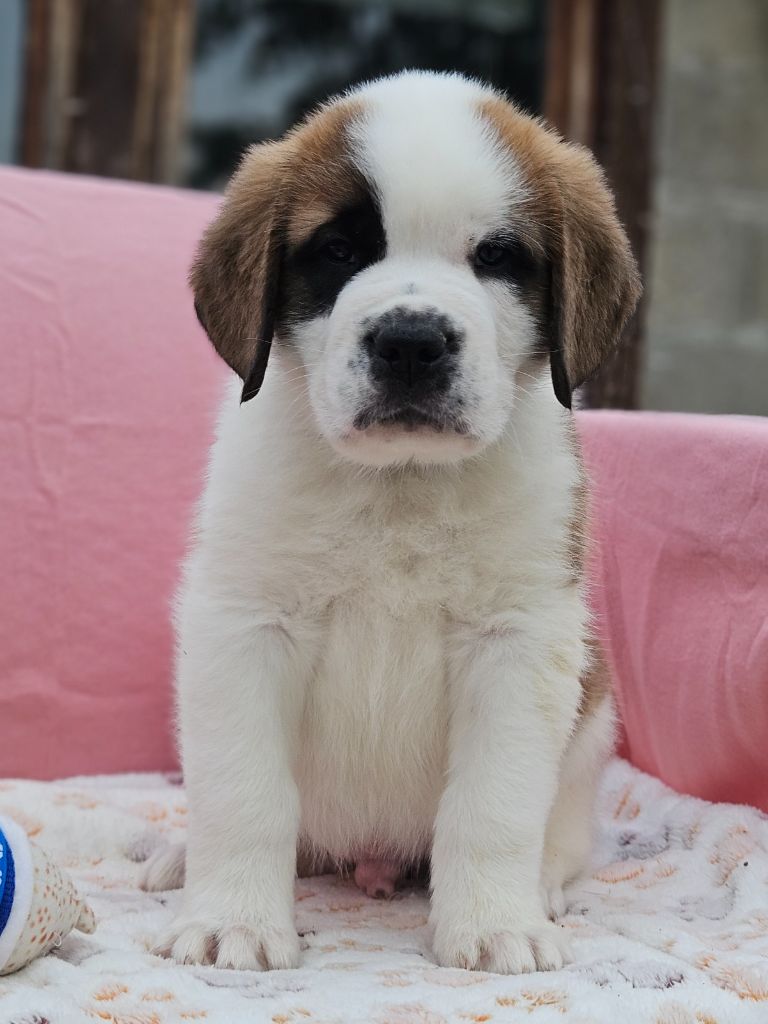 des préludes du chassignolan - Chiots disponibles - Chien du Saint-Bernard