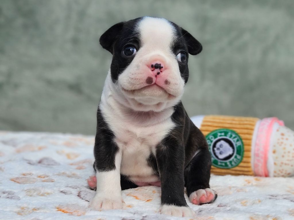 des préludes du chassignolan - Chiots disponibles - Boston Terrier