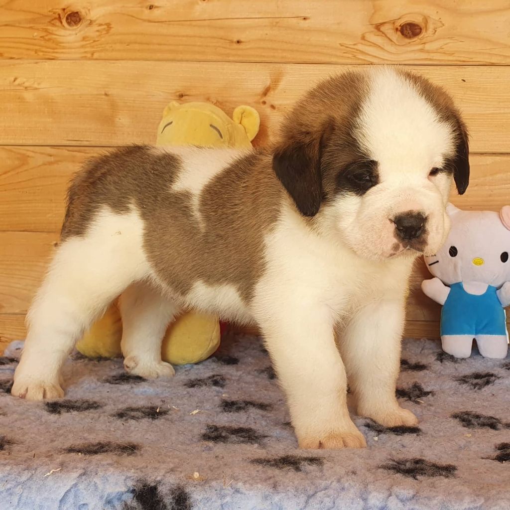 des préludes du chassignolan - Chien du Saint-Bernard - Portée née le 03/08/2021