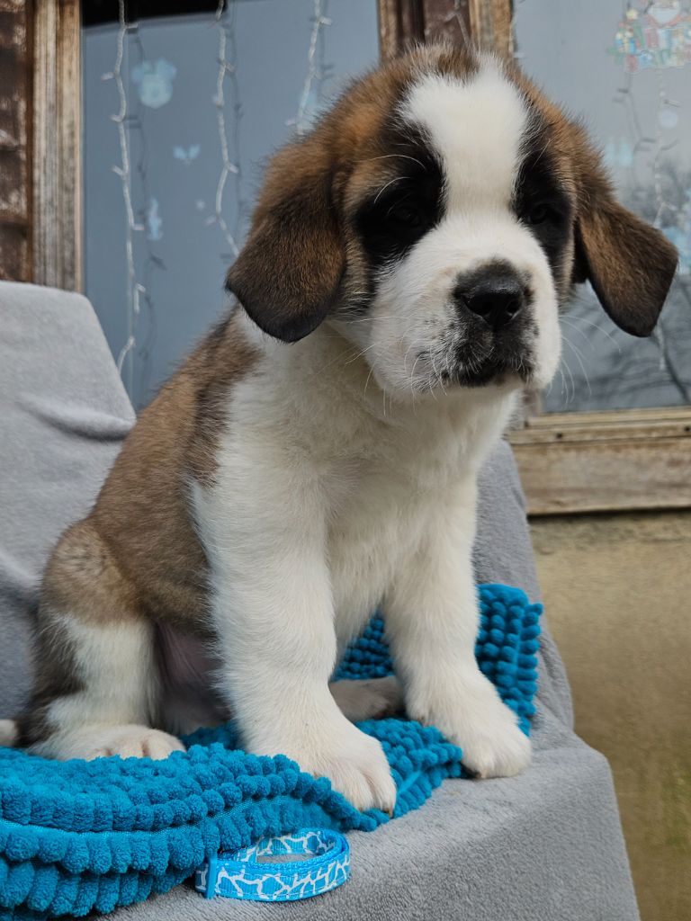 des préludes du chassignolan - Chiots disponibles - Chien du Saint-Bernard