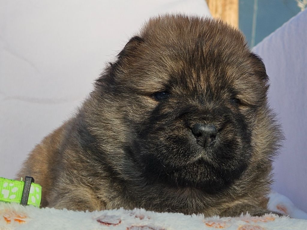 des préludes du chassignolan - Chiots disponibles - Chow Chow