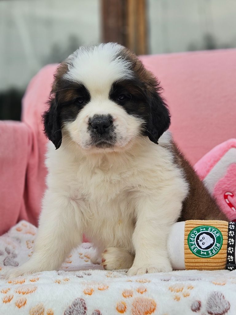 des préludes du chassignolan - Chiots disponibles - Chien du Saint-Bernard