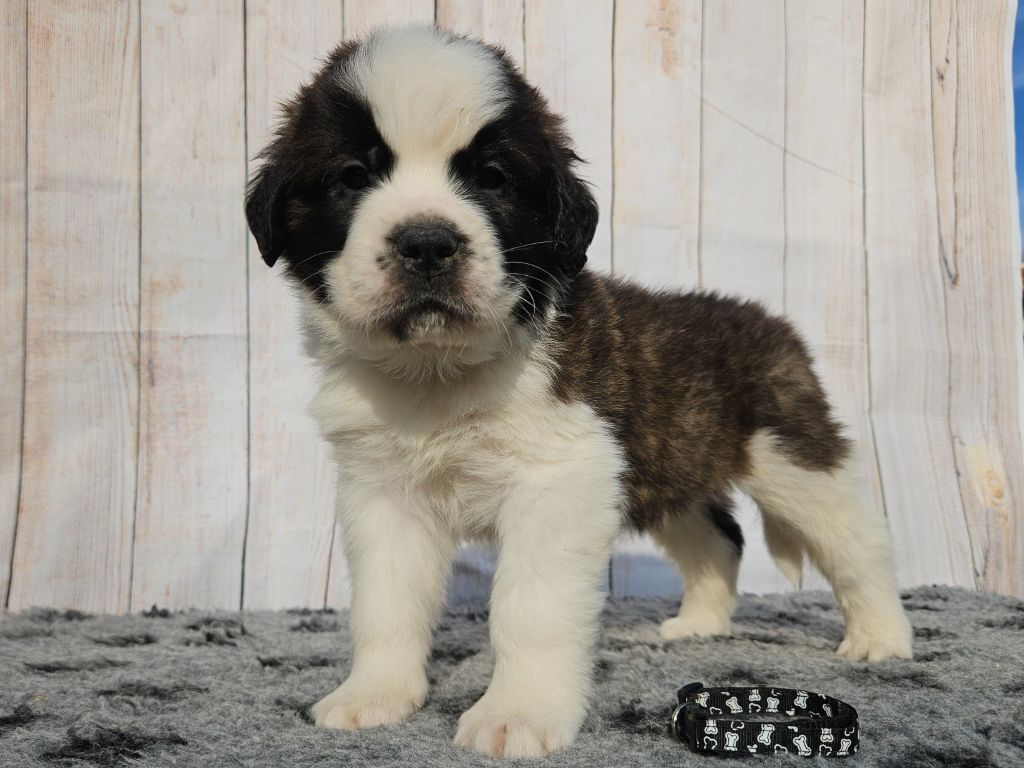 des préludes du chassignolan - Chiots disponibles - Chien du Saint-Bernard