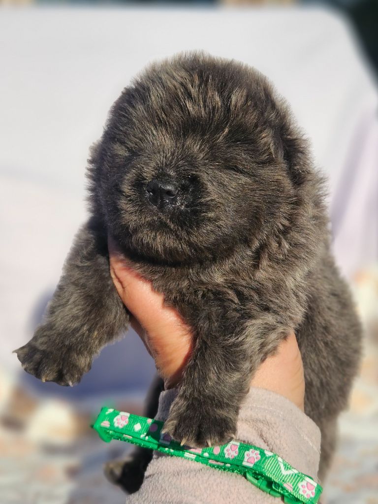 des préludes du chassignolan - Chiots disponibles - Chow Chow