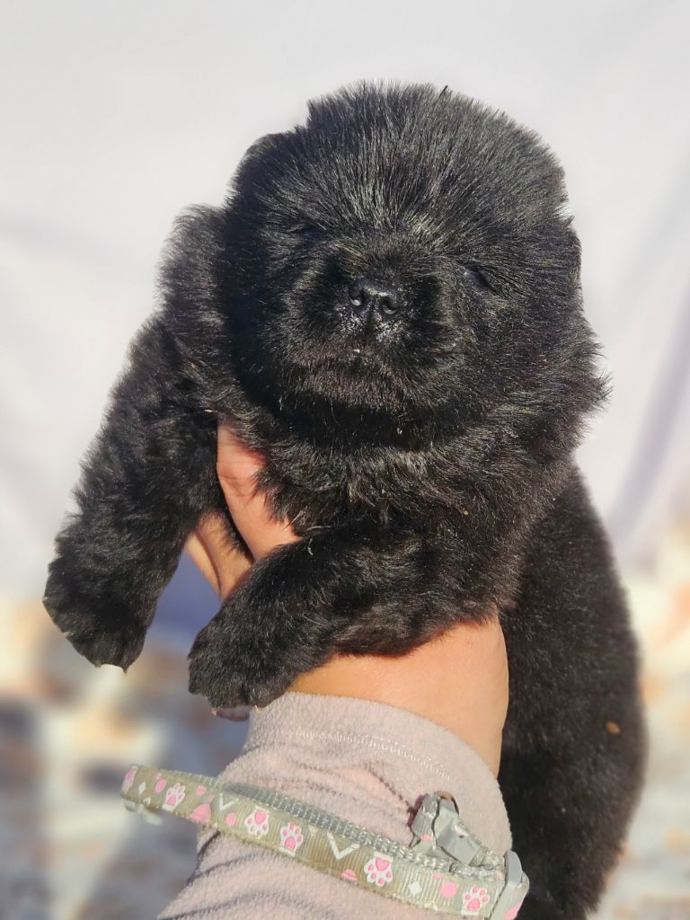 des préludes du chassignolan - Chiots disponibles - Chow Chow
