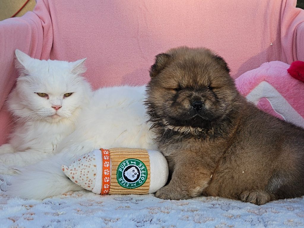 des préludes du chassignolan - Chow Chow - Portée née le 11/09/2025