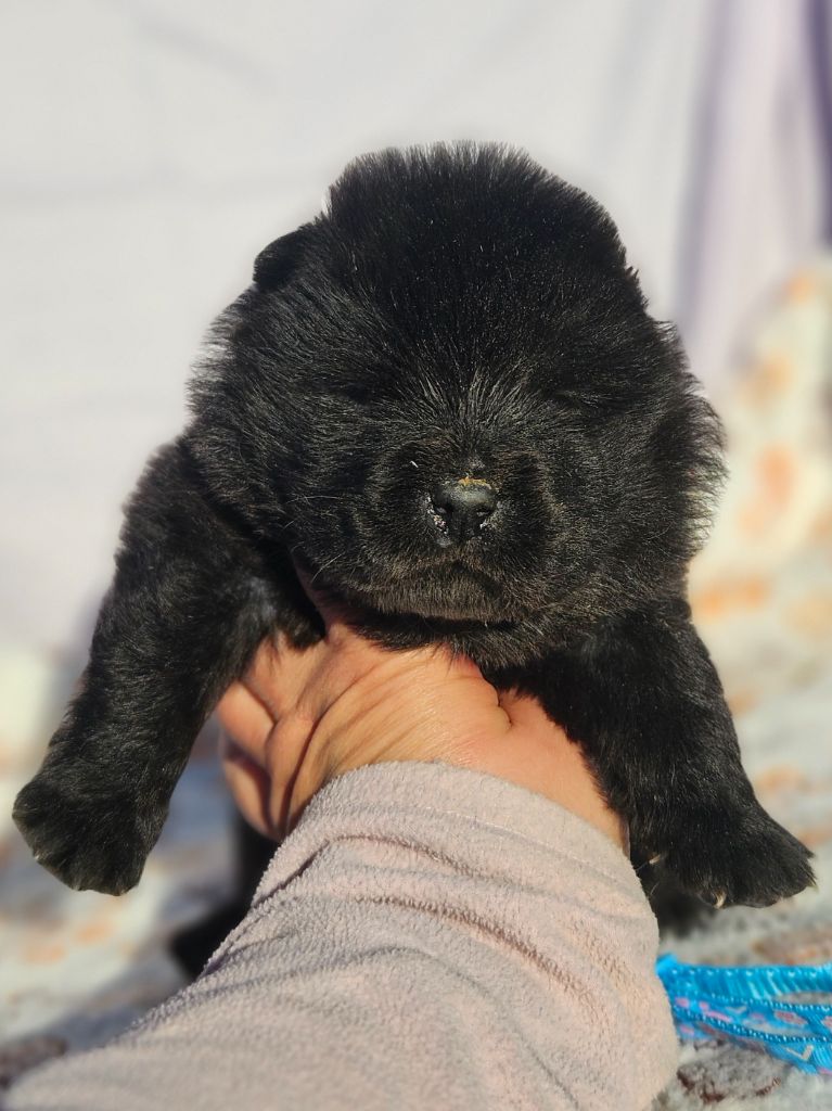 des préludes du chassignolan - Chiots disponibles - Chow Chow
