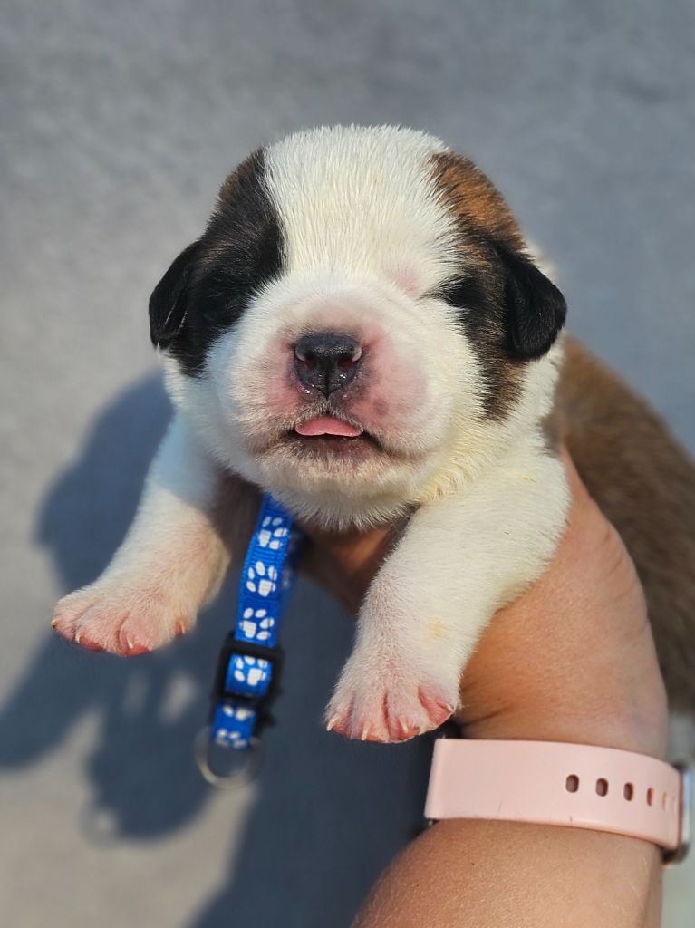 des préludes du chassignolan - Chiots disponibles - Chien du Saint-Bernard