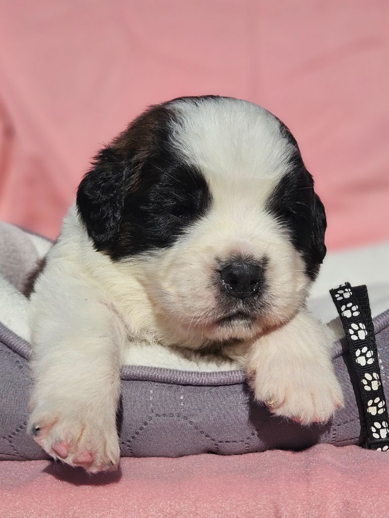 des préludes du chassignolan - Chiots disponibles - Chien du Saint-Bernard