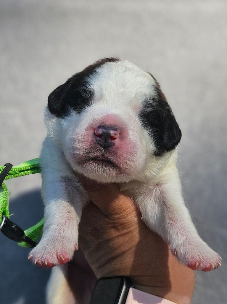 des préludes du chassignolan - Chiots disponibles - Chien du Saint-Bernard