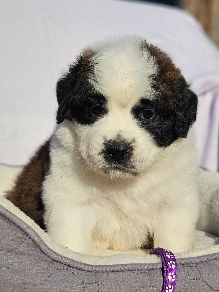 des préludes du chassignolan - Chiots disponibles - Chien du Saint-Bernard