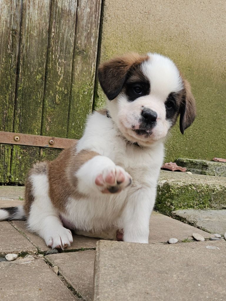 des préludes du chassignolan - Chiots disponibles - Chien du Saint-Bernard