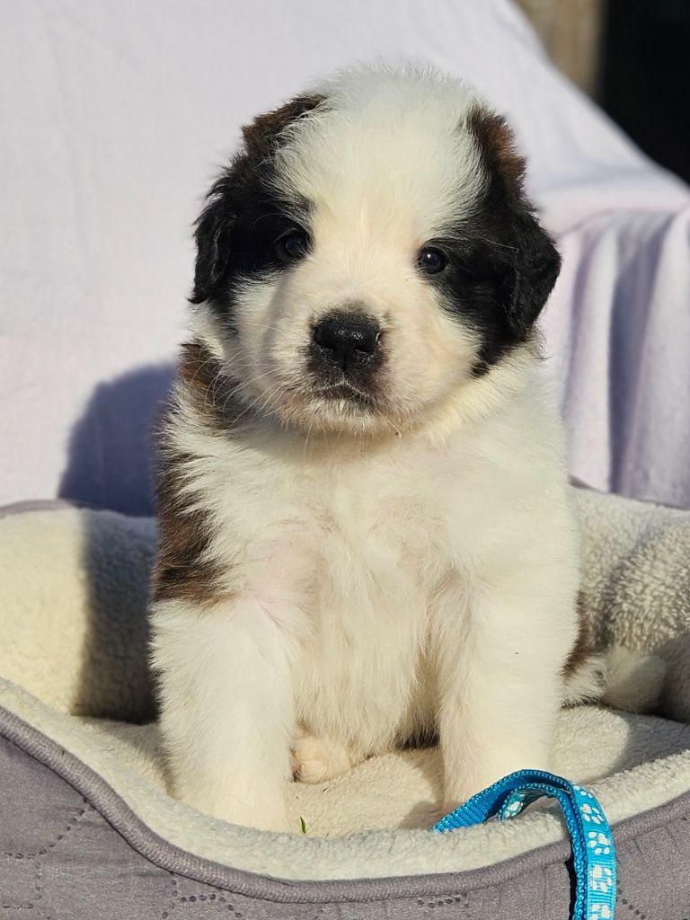 des préludes du chassignolan - Chiots disponibles - Chien du Saint-Bernard