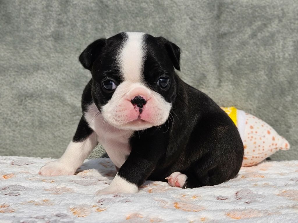 des préludes du chassignolan - Chiots disponibles - Boston Terrier