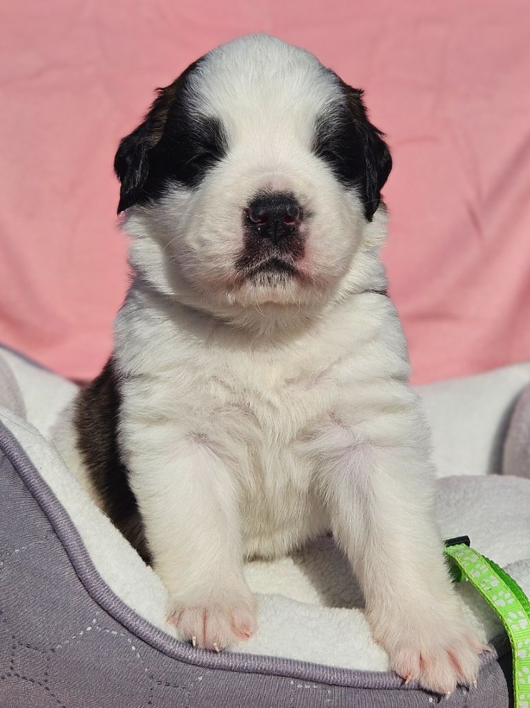 des préludes du chassignolan - Chiots disponibles - Chien du Saint-Bernard